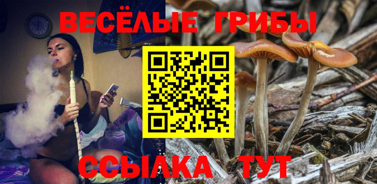 Галлюциногенные грибы Psilocybe Кемерово